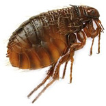 bolha